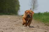 TOSA INU 369